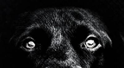 Say no to dog meet